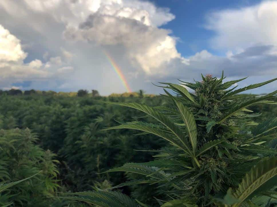 cannabis field with rainbow