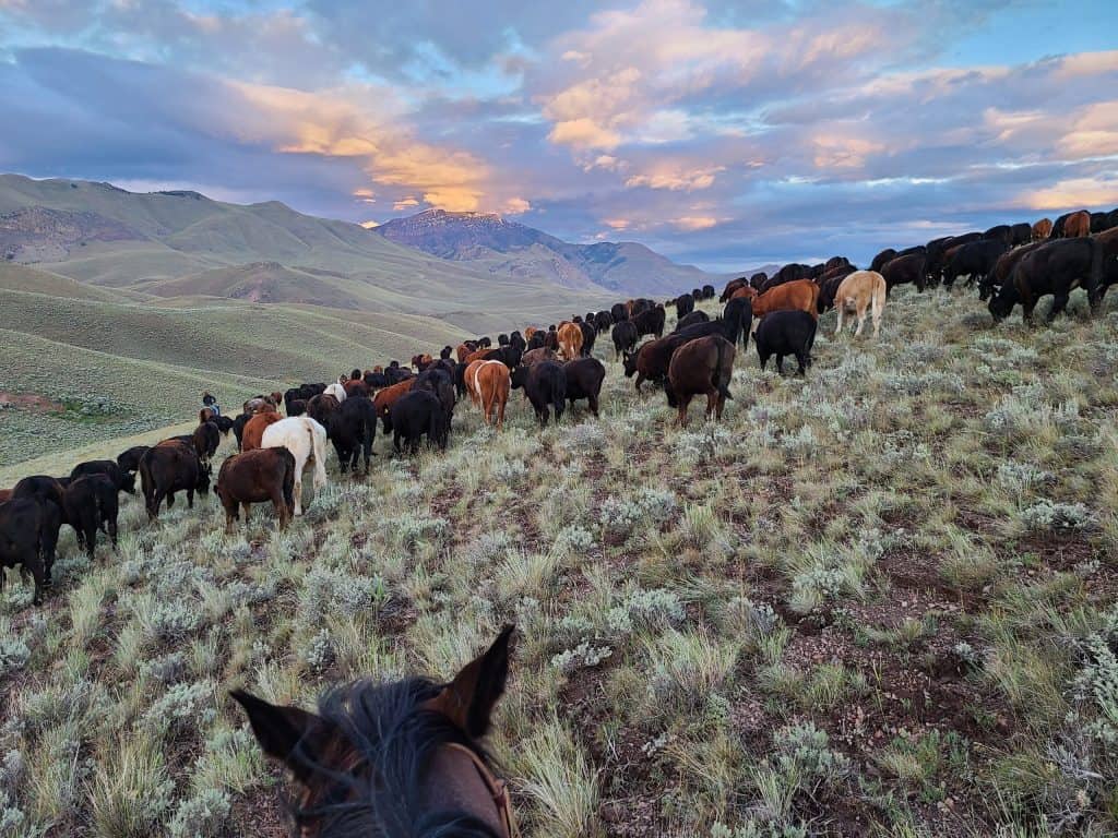 cattle seen from horseback