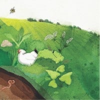 chicken and field illustration