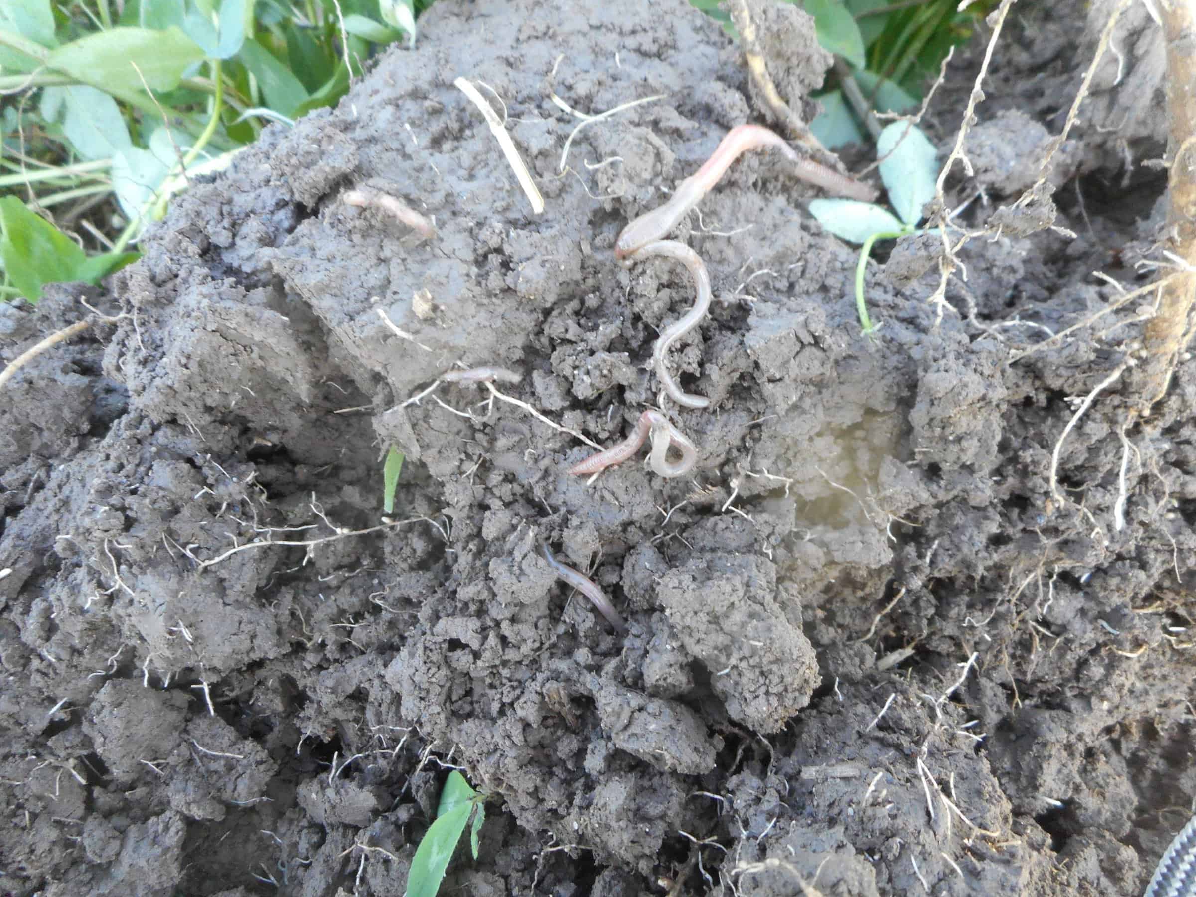 worms in soil clump
