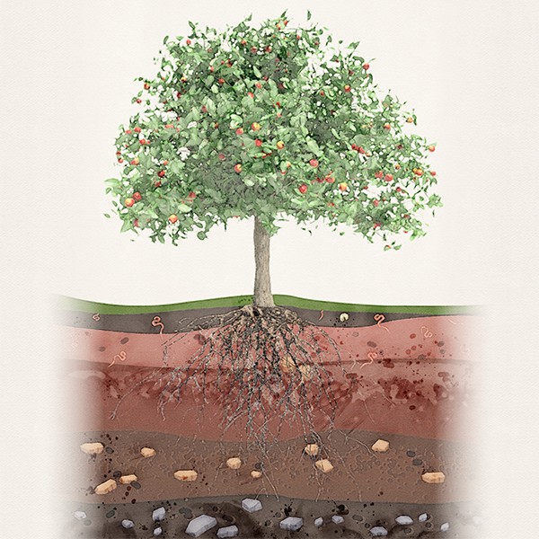 illustration of tree with roots in soil layers