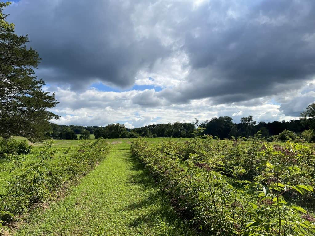 elderberry field